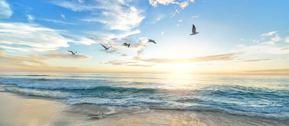Inspirational view of beach with soaring birds